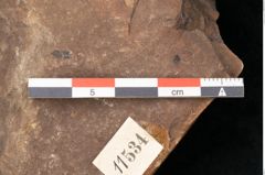 Foto (Detailansicht) von Plantae indet.  (NHMW-GEO-2024-0188-11534)